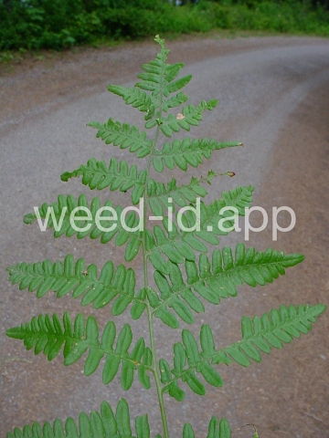 brackenfern